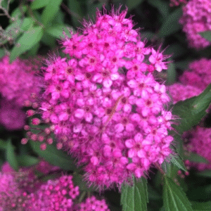 Corona de Novia Rosada - Spiraea douglassi, 4 lts.