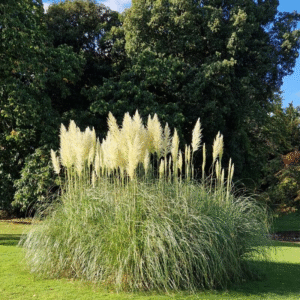 Cortadera - Cortaderia selloana, 4 lts.