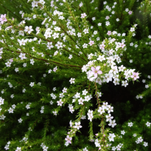 Diosma - Coleonema pulchellum, 3 lts.