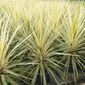 Dracena Verde - Cordyline australis 4 LTS