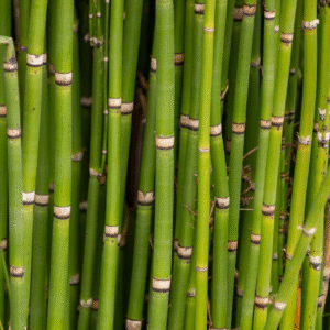 Equisetum 4 LTS