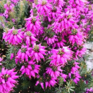 Erica - Erica arborea, 3 lts.
