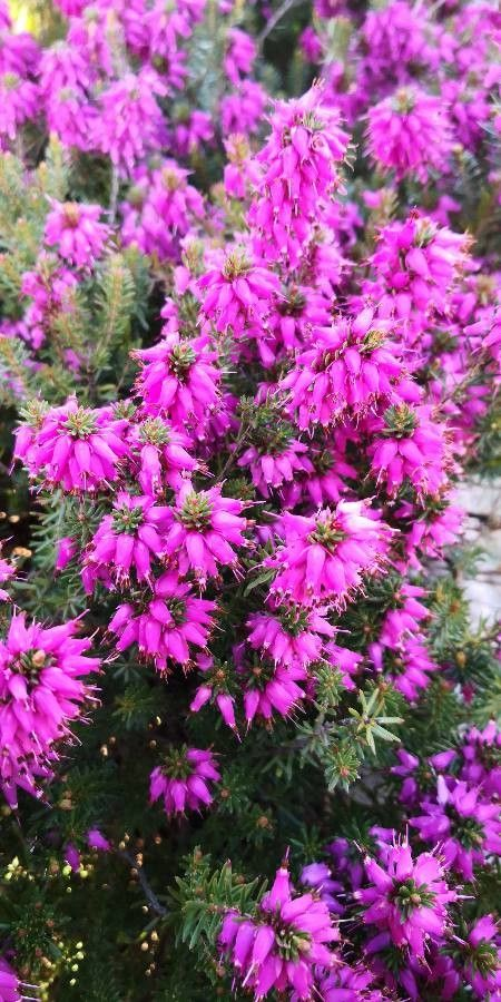 Erica - Erica arborea, M12.