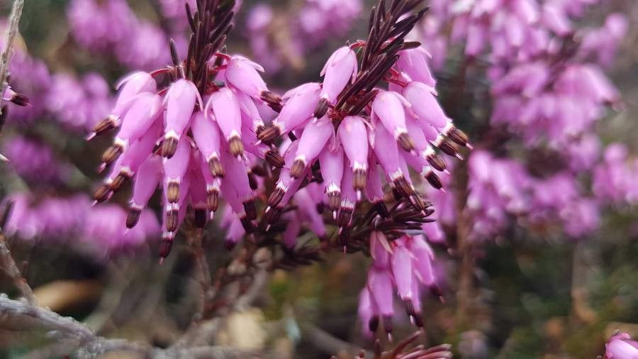 Erica - Erica arborea, M12. - Image 2