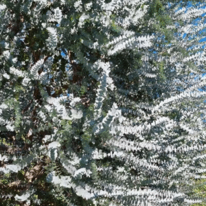 Eucalipto Medicinal - Eucalyptus Cinerea