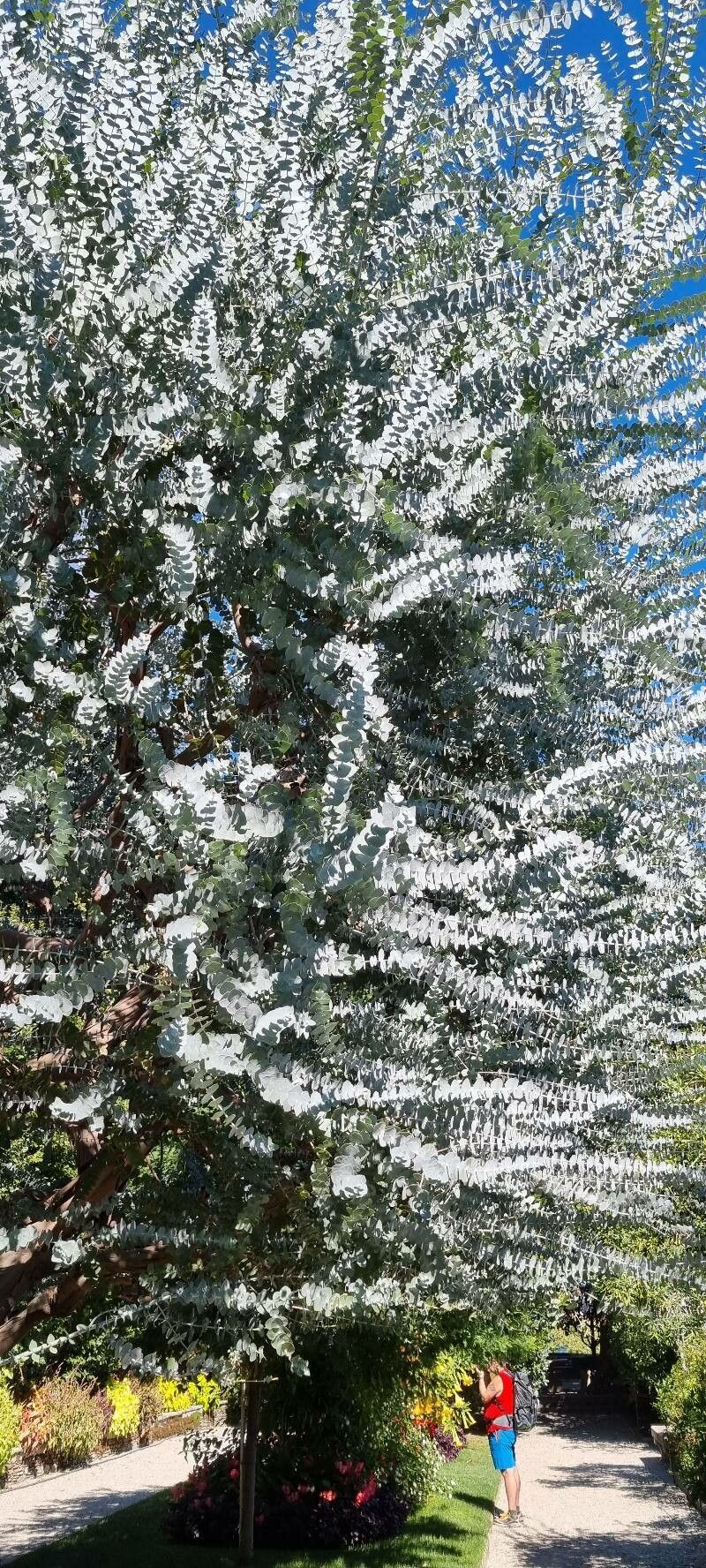 Eucalipto Medicinal - Eucalyptus Cinerea