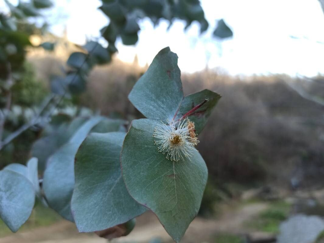 Eucalipto Medicinal - Eucalyptus Cinerea - Image 2