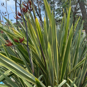 Formio Enano - Phormium tenax 3 LTS
