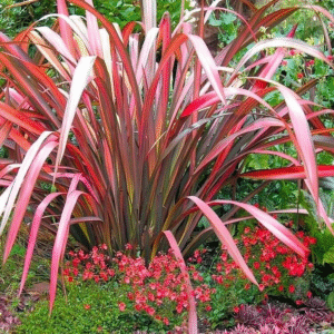 Formio Morado - Phormium tenax rubra 10 LTS