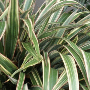 Formio Tricolor - Phormium tenax 4 LTS