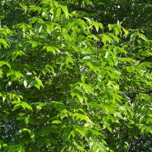 Fresno Rojo - Fraxinus pennsylvanica