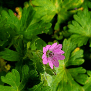 Geranio - Erodium cicutarium, M12.