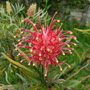 Gravilea Roja - Grevillea banksii 3 LTS