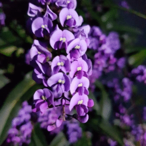 Hardenbergia, 4 lts.