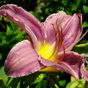 Hemerocallis 3 LTS