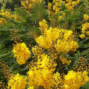 Ibirá Pitá - Peltophorium dubium