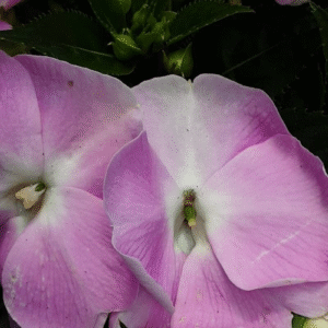 Alegría del Hogar - Impatiens, M13.