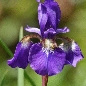 Iris Germánica 3 LTS
