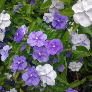 Jazmín Paraguayo - Brunfelsia pauciflora, 3 lts.