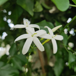 Jazmín Estrella - Jasminum nitidum, 4 lts.