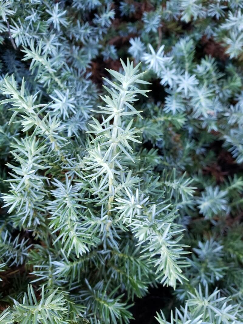 Juniperus horizontalis - Juniperus "Blue Chip", 4 lts.