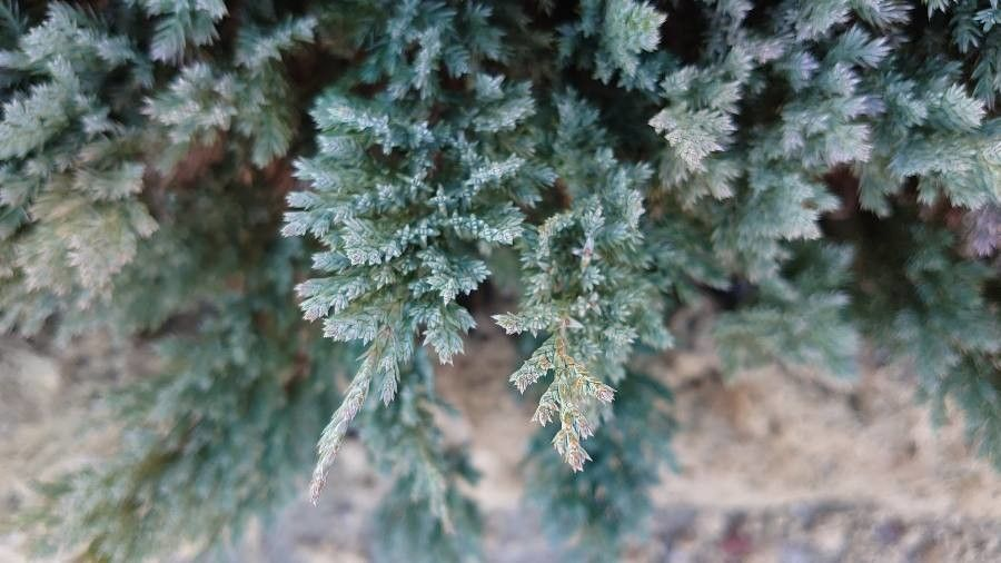 Juniperus horizontalis - Juniperus "Blue Chip", 4 lts. - Image 2