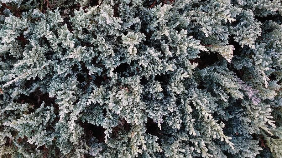 Juniperus horizontalis - Juniperus "Blue Chip", 4 lts. - Image 3