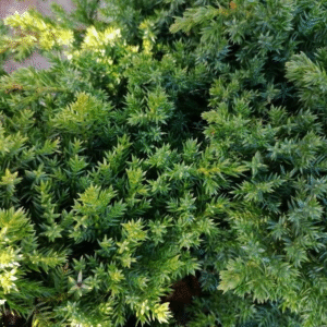 Juniperus Procumbens 4 LTS