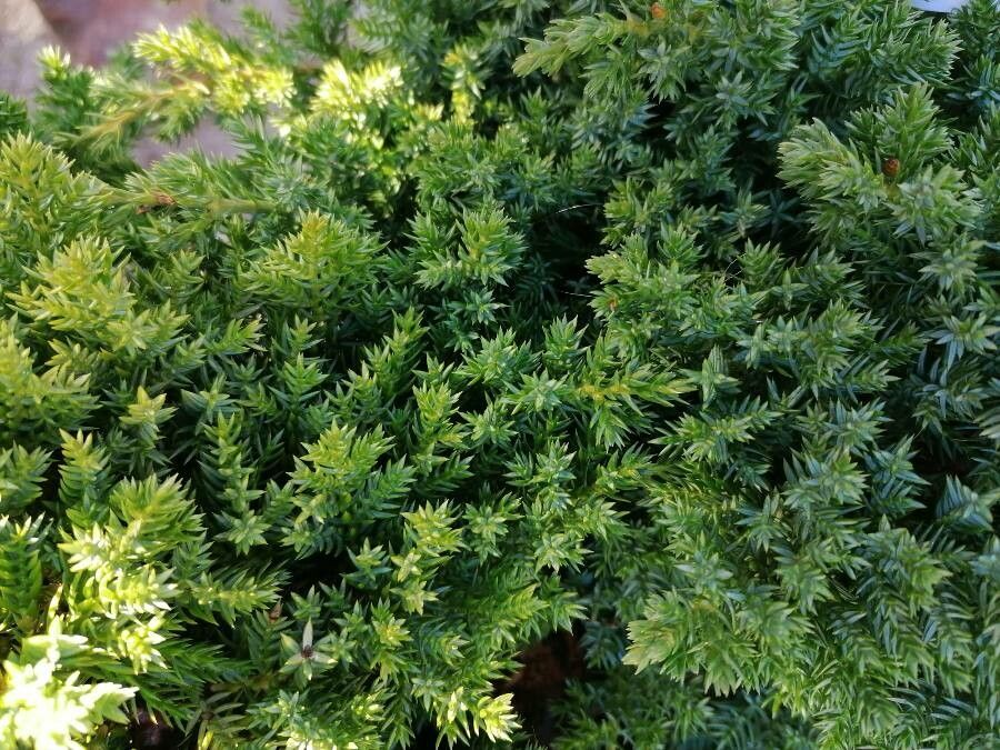 Enebro Japonés - Juniperus Procumbens, 4 lts.