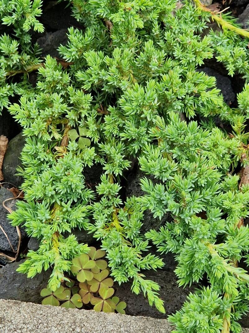 Enebro Japonés - Juniperus Procumbens, 4 lts. - Image 2