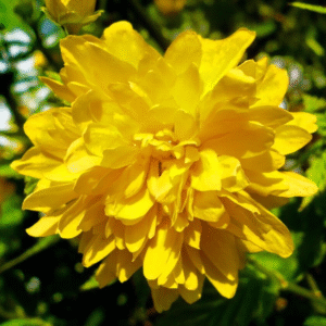 Kerria Japónica 3 LTS