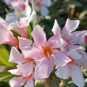 Laurel de Flor enano 'Petit Salmon' - Nerium oleander, 4 lts.