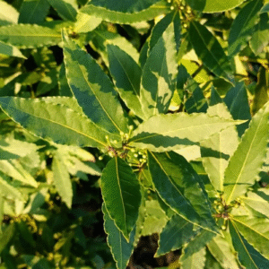 Laurel 'Aurea' - Laurus nobilis