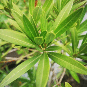 Laurel 'Petit' - Nerium oleander, 3 lts.