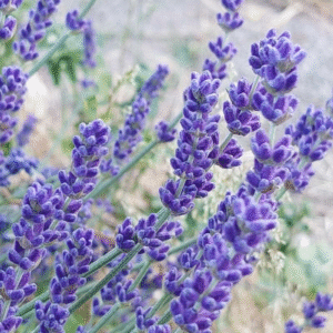 Lavanda angustifolia 3 LTS