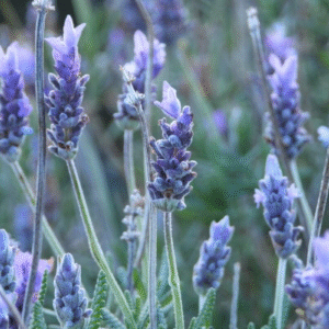 Lavanda dentata M12