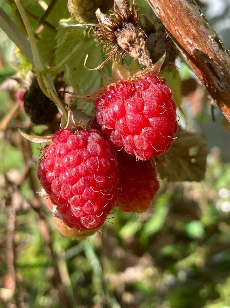 Frambuesa, 4 lts. - Image 2