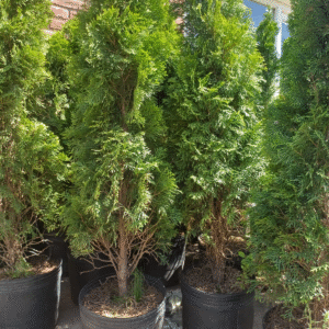 Tuja Occidental - Thuja Occidentalis Smaragd, 15 lts.