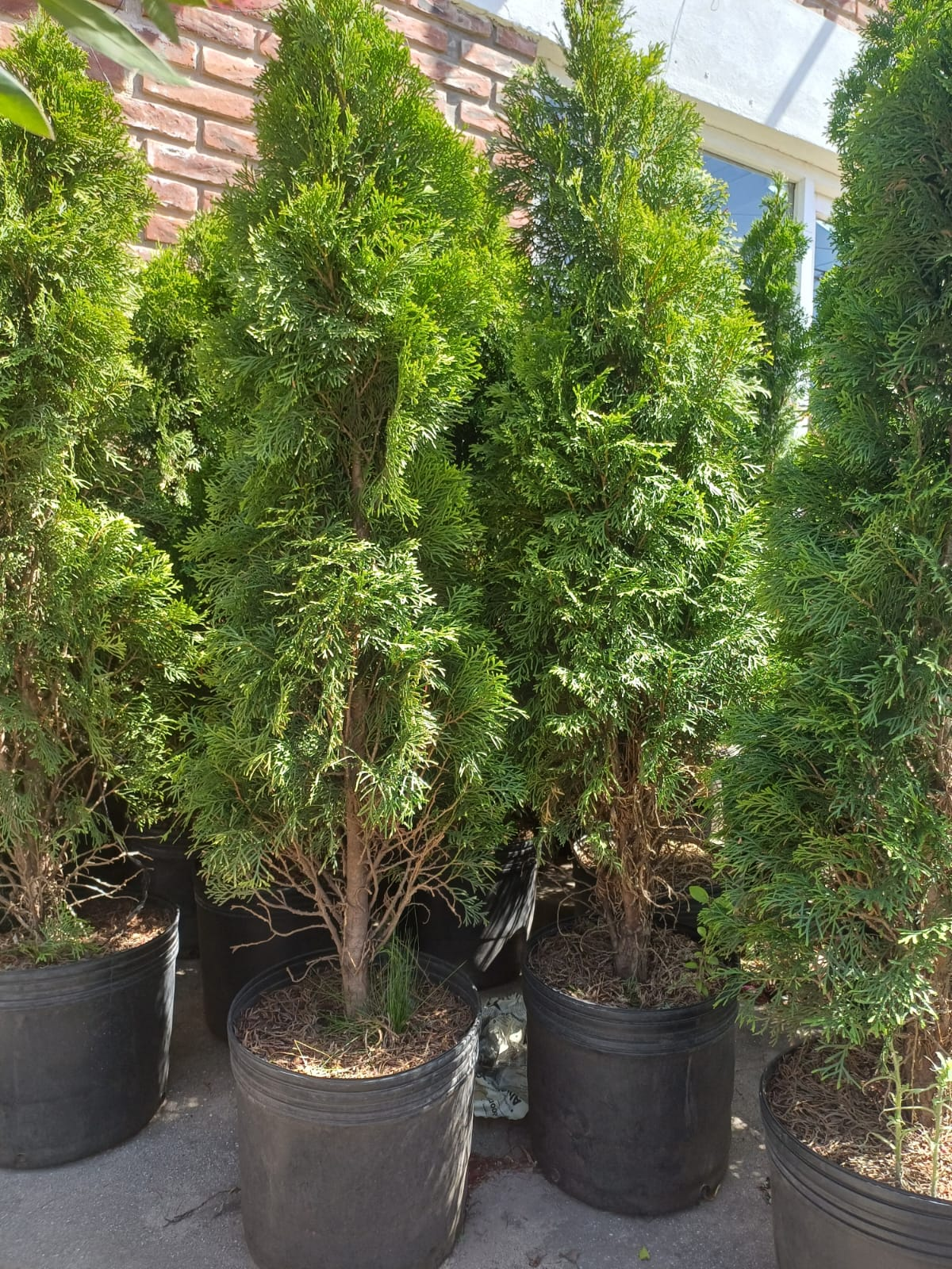 Tuja Occidental - Thuja Occidentalis Smaragd, 15 lts.