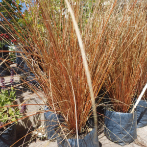 Carex Bronzina, 3 lts.