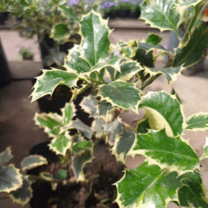 Muérdago - Ligaria cuneifolia, 4 lts.