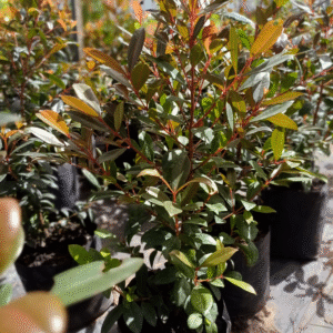 Eugenia Myrtifolia, 4 lts.