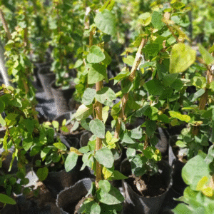 Enamorada del Muro - Ficus pumila, M12.