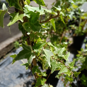 Hiedra Variegada, M12.