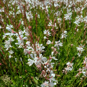 Gaura blanca - Gaura lindheimeri, 3 lts.