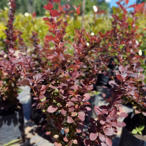 Berberis - Berberis microphylla, 3 lts.