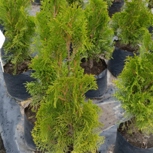 Tuja - Thuja Smaragd, 3 lts.