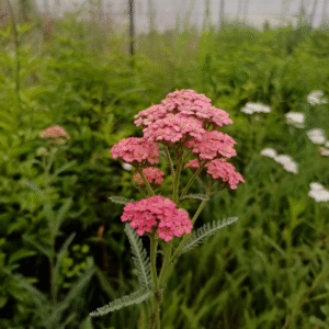 Achillea, 3 lts.