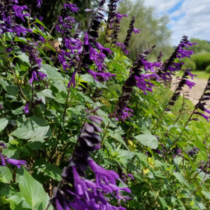 Salvia Guaranítica, 3 lts.