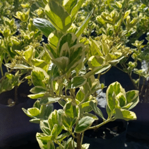 Euonymus, 3 lts.